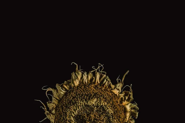 Half of dried sunflower on a black background