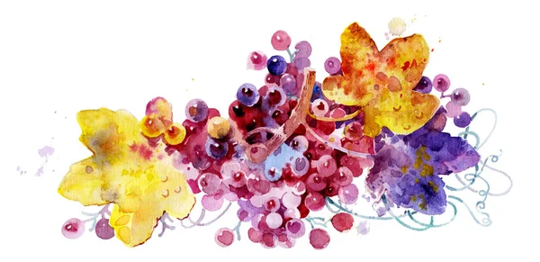 白を基調としたカラフルなブドウ 水彩で描かれたブドウ 紫色のブドウを熟す ストックフォト