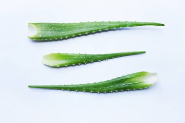 Beyaz arka plan üzerinde aloe vera taze yaprakları.