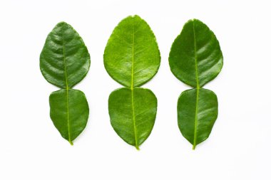 Bergamot kaffir limonu, beyaz arka planda taze bitkiler bırakır..