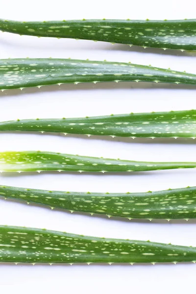 Aloe Vera Fehér — Stock Fotó