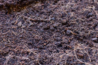 Toprak bitkiler için Hindistan cevizi shell saçlı