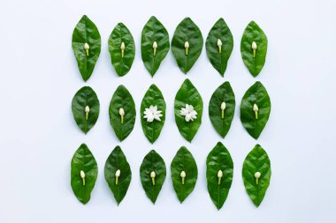 Beyaz arka plan üzerinde yaprakları ile Yasemin çiçeği.