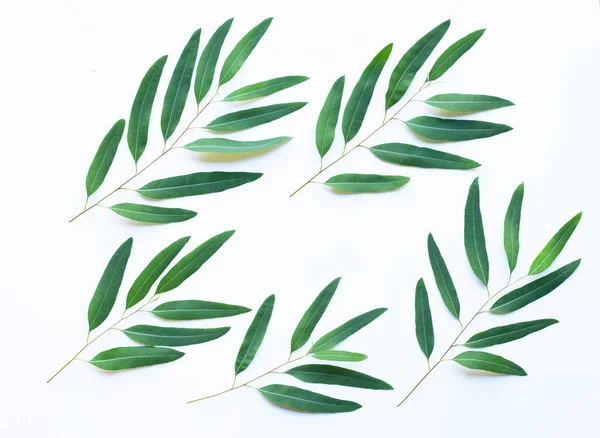 Eucalyptus Leaves White Background — Stock Photo, Image