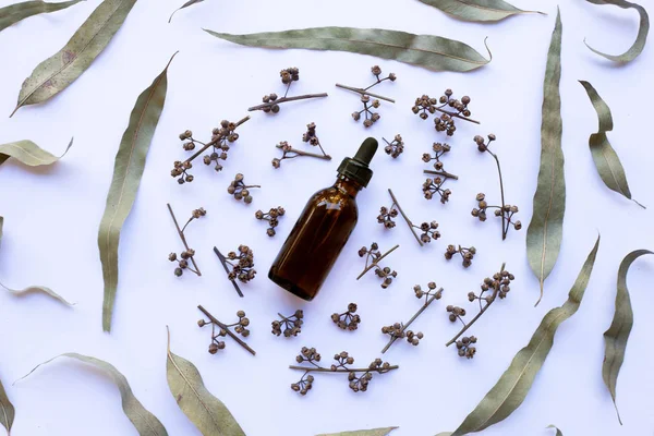 Semillas Hojas Secas Eucalipto Con Aceite Esencial Sobre Fondo Blanco — Foto de Stock