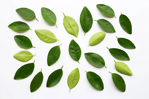 Grüne Limettenblätter Auf Weißem Hintergrund — Stockfoto