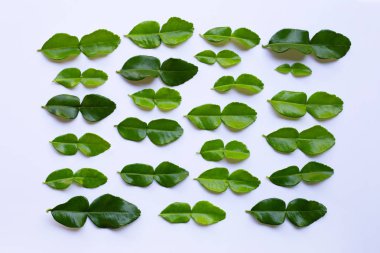 Bergamot kaffir limonu, beyaz arka planda taze bitkiler bırakır..