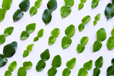 Beyaz arka plan üzerinde ot taze madde Bergamot Güney Afrika'da bir kabile kireç yaprakları.