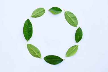 Beyaz arka plan üzerinde limon yaprakları daire