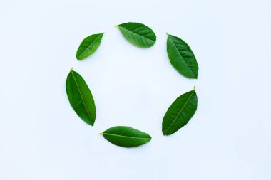 Beyaz arka plan üzerinde limon yaprakları daire