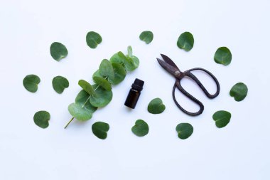 Okaliptüs esans ile şube, okaliptüs ve vintage makas beyaz arka plan üzerinde bırakır