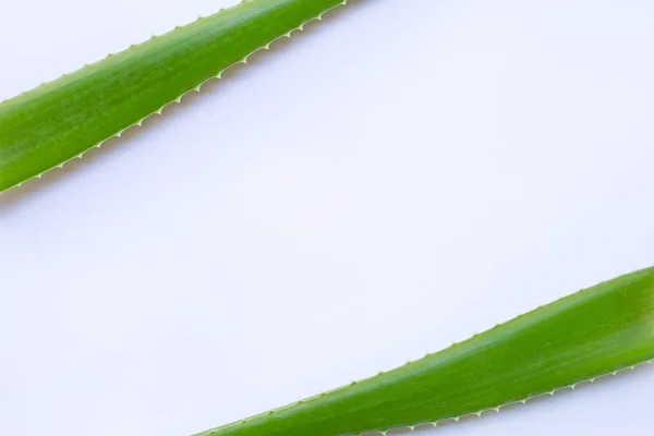 Aloe Vera Friss Levelek Fehér Háttér Előtt Másolja Hely — Stock Fotó