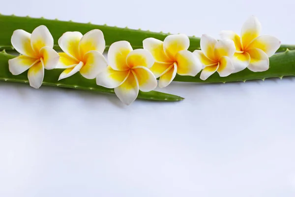 Aloe Vera Plumeria Flower Liści Białym Tle — Zdjęcie stockowe