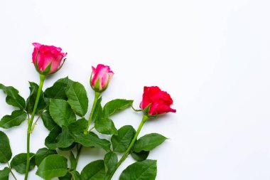 beyaz arkaplanda gül.