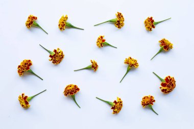 Güzel kırmızı sarı kadife çiçeği çiçek beyaz arka plan üzerinde.