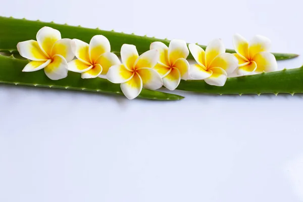 Aloë Vera Plumeria Bloem Witte Achtergrond Kopiëren Van Ruimte — Stockfoto