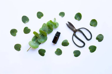 Okaliptüs esans ile şube, okaliptüs ve vintage makas beyaz arka plan üzerinde bırakır