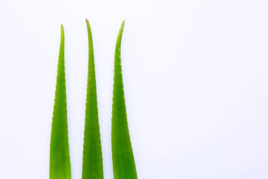 Beyaz arka plan üzerinde aloe vera taze yaprakları.