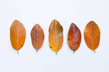 Beyaz yapraklarda nefesi.