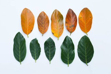 Beyaz yapraklarda nefesi.