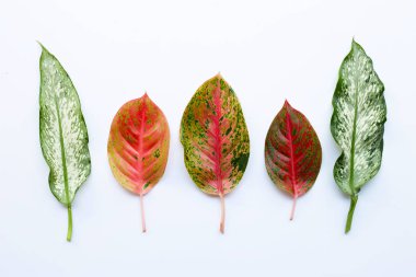 Renkli Aglaonema göl kenarında beyaz üzerinde bırakır.