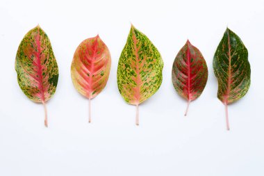 Renkli Aglaonema göl kenarında beyaz üzerinde bırakır.