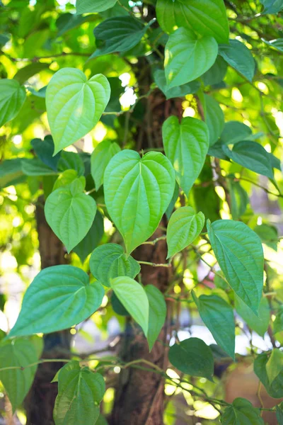 Bétel leaf, friss piper betle — Stock Fotó