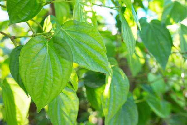 Betel leaf, Fresh piper betle — Stock Photo, Image