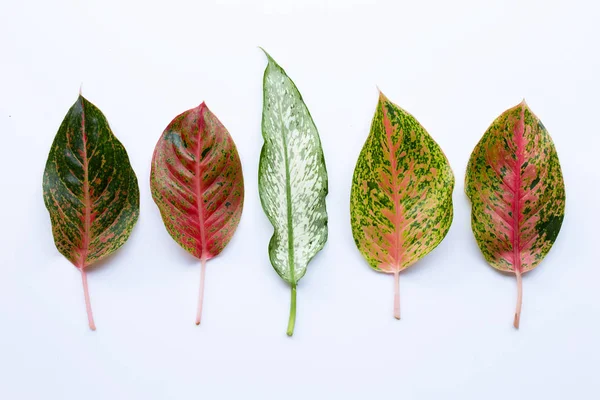 Aglaonema kolorowe liście izolowany na białym — Zdjęcie stockowe