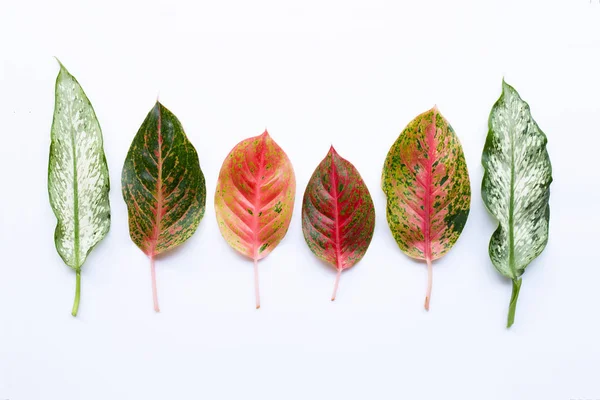 Folhas coloridas de Aglaonema Isoladas em branco — Fotografia de Stock