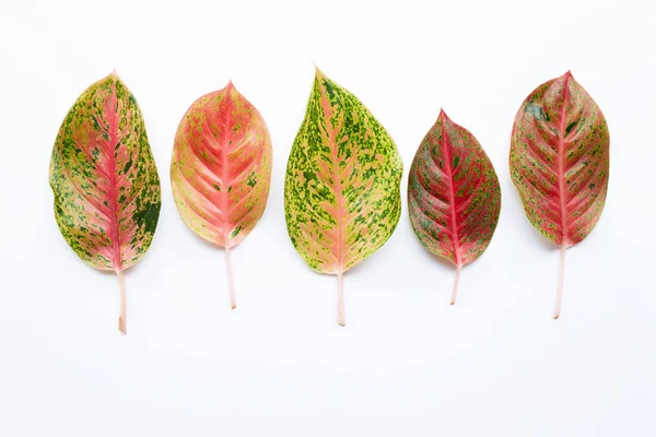 Folhas coloridas de Aglaonema Isoladas em branco — Fotografia de Stock