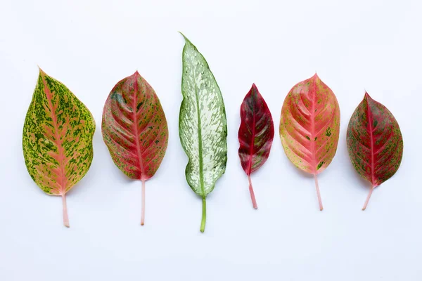 Aglaonema warna daun Terisolasi di atas putih — Stok Foto