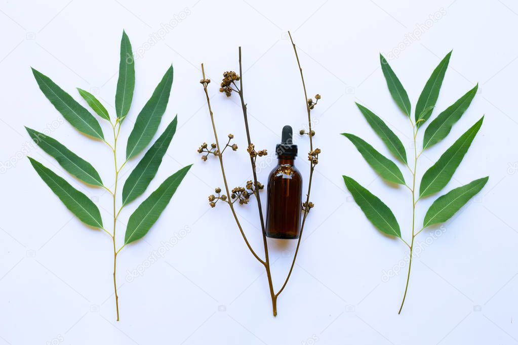 Eucalyptus oil bottle with leaves on white.