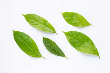 Beyaz avokado yaprağı. 