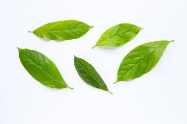 Beyaz avokado yaprağı. 