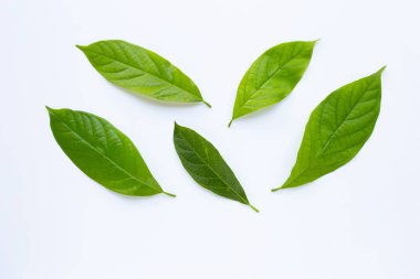 Beyaz avokado yaprağı. 