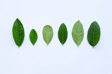 Beyaz üzerine limon yaprakları