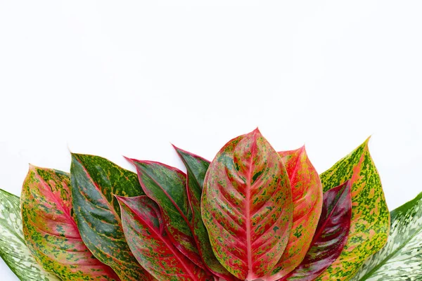 Feuilles colorées d'Aglaonema Isolé sur blanc — Photo