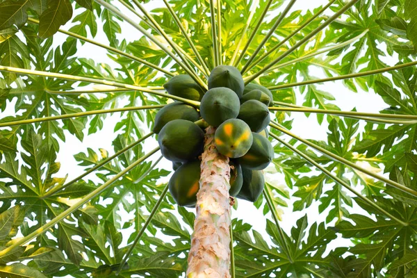 Papaya verde orgánica fresca en el árbol . —  Fotos de Stock