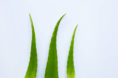 Aloe Vera sağlık ve güzellik için popüler bir şifalı bitki, Wi