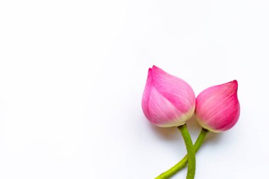 Beyaz Lotus çiçekleri.