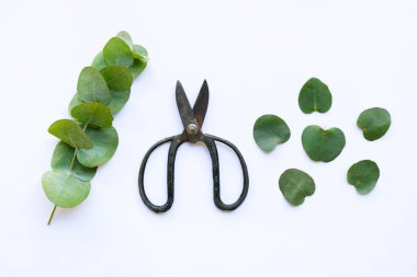 Beyaz üzerinde okaliptüs ve Vintage makas şube 