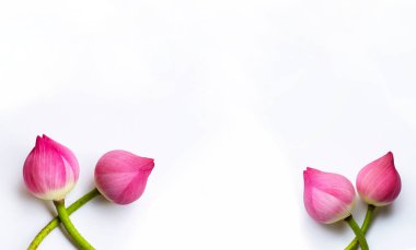 Lotus çiçekler beyaz. Boşluk Kopyala