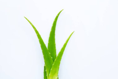 Beyaz arka plan üzerinde aloe vera taze yaprakları.
