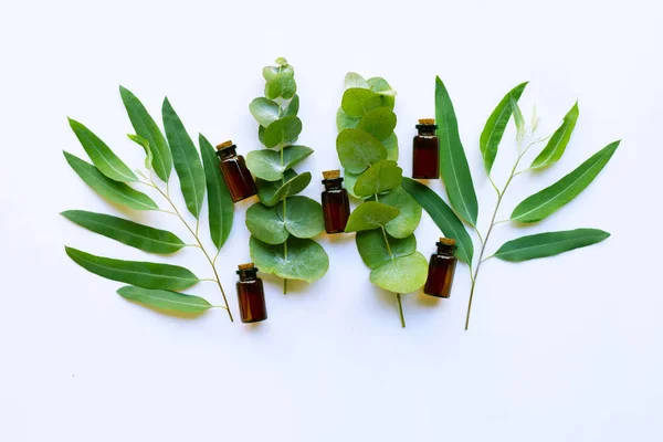 Eucalyptus Essential Oil White Background — Stock Photo, Image