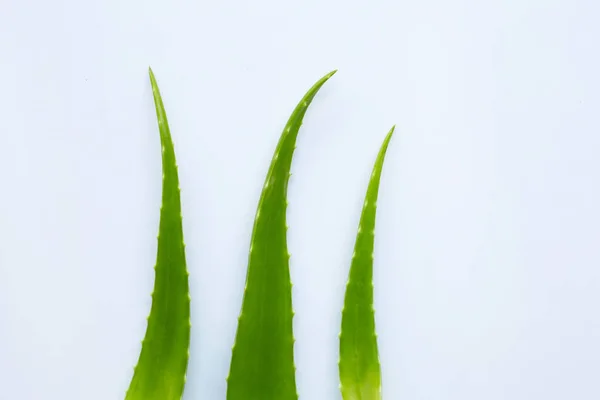 Aloe vera es una planta medicinal popular para la salud y la belleza, wi — Foto de Stock