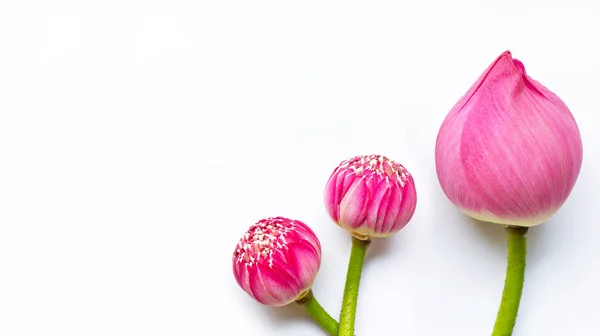 Lotusblüten auf weißem Grund. Kopierraum — Stockfoto