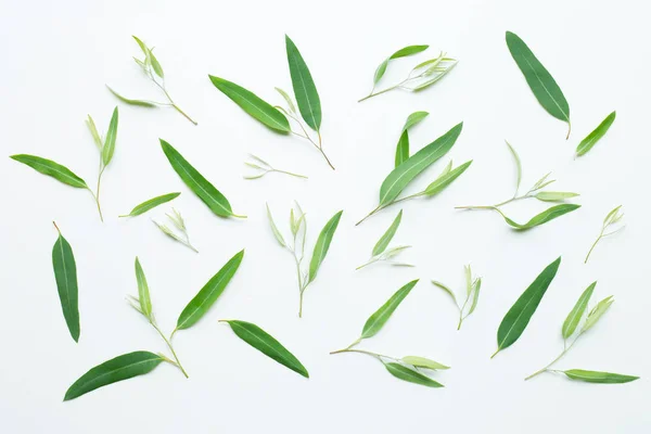 Eukalyptusblätter auf weiß — Stockfoto