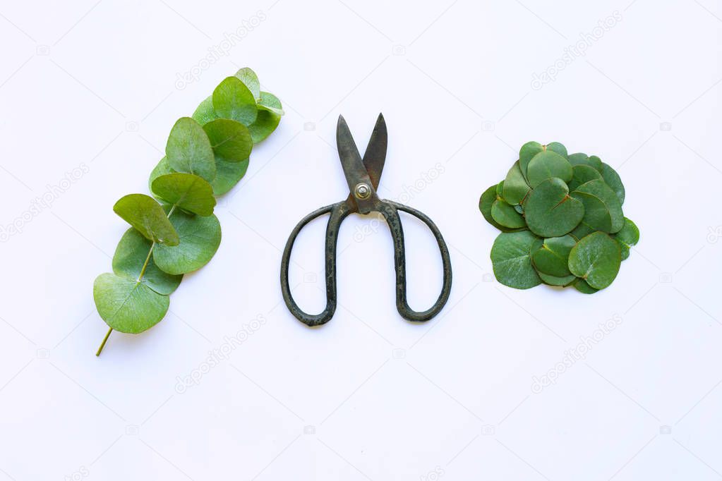 Eucalyptus and vintage scissors on white