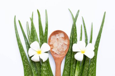 Aloe Vera sağlık ve güzellik için popüler bir şifalı bitki,